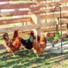 Hanging Chicken Feeding Station, Veggie Treat Ball Boredom Toys for Chicken/Hens/Ducks/Quails/Parrots