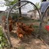 Movable Folding Chicken Tunnel, Modular Assembled Chicken Coop Run