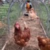 Movable Folding Chicken Tunnel, Modular Assembled Chicken Coop Run
