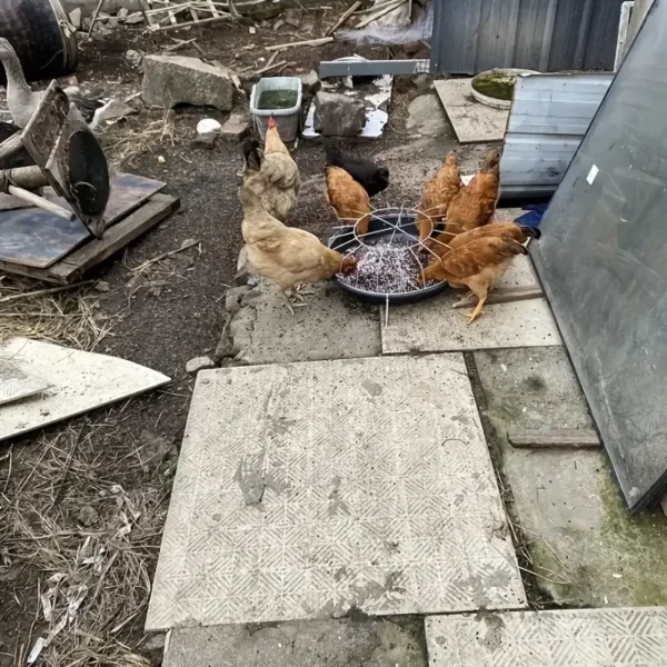Home Use Chicken Feeding Trough Material Tray for Chickens