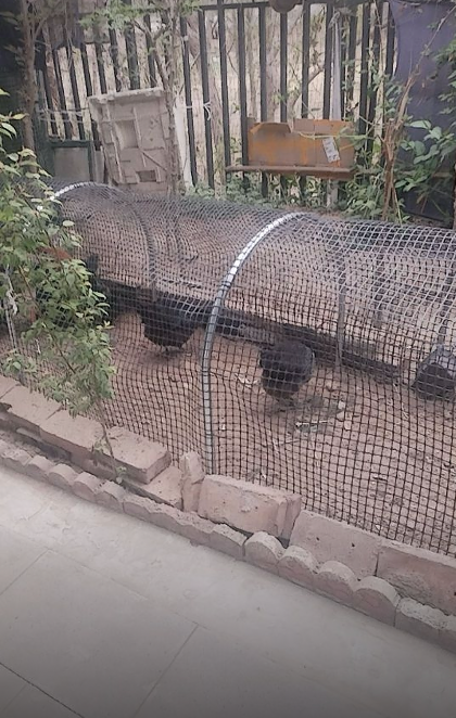 Movable Folding Chicken Tunnel, Modular Assembled Chicken Coop Run