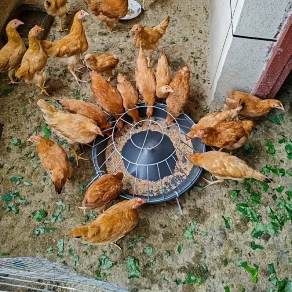 Home Use Chicken Feeding Trough Material Tray for Chickens