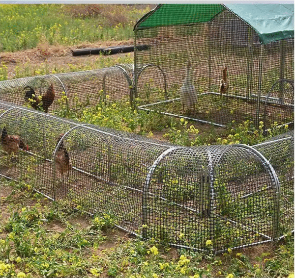 Movable Folding Chicken Tunnel, Modular Assembled Chicken Coop Run