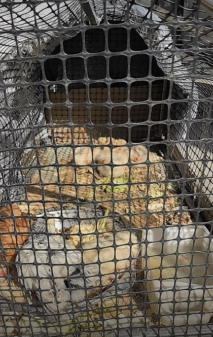 Movable Folding Chicken Tunnel, Modular Assembled Chicken Coop Run