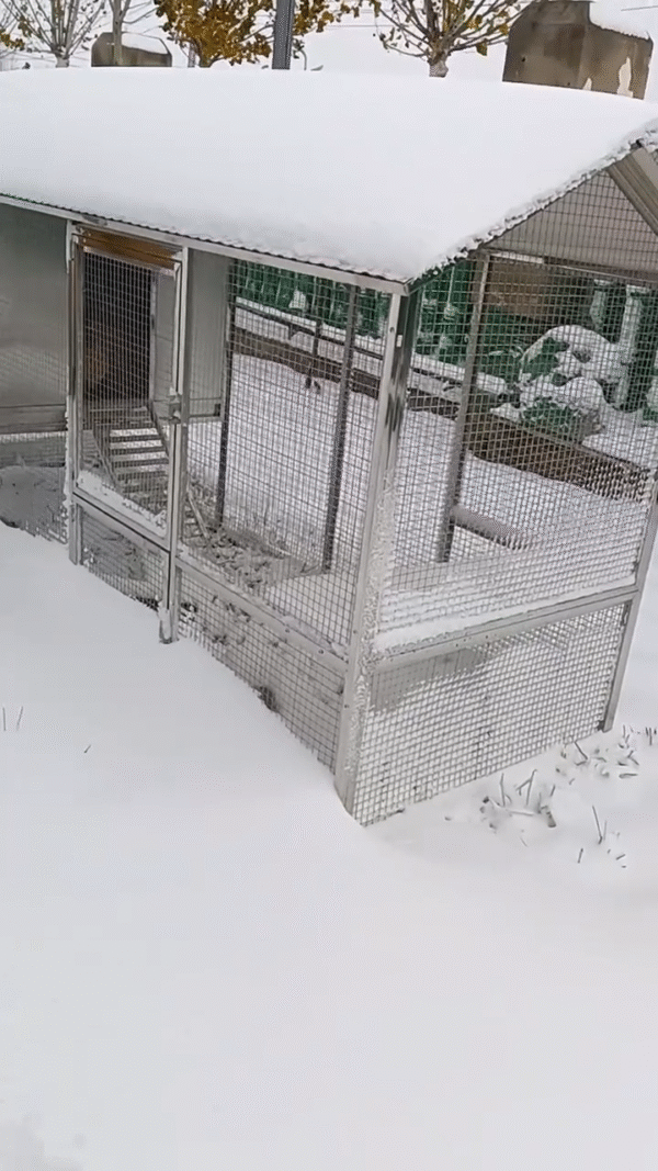 Mobile Metal Ecological Free-Ranging Free-range Chicken Coop