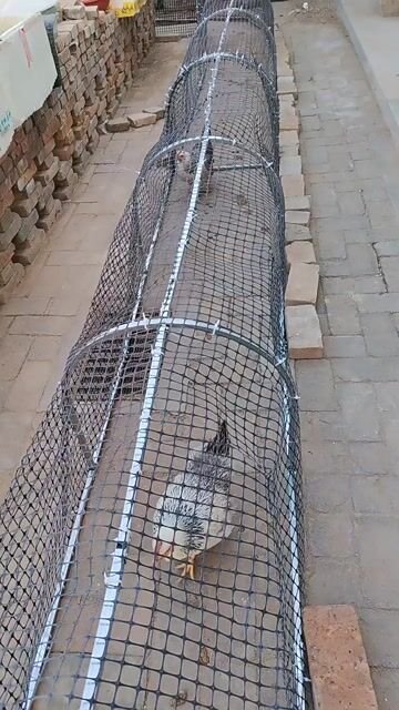 Movable Folding Chicken Tunnel, Modular Assembled Chicken Coop Run