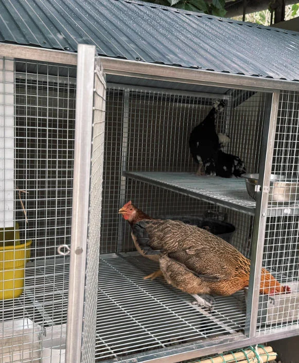 Mobile Metal Chicken Coop for Backyard, Balcony & Outdoor Free-Ranging