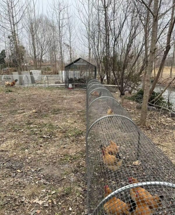 Movable Folding Chicken Tunnel, Modular Assembled Chicken Coop Run