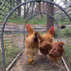 Movable Folding Chicken Tunnel, Modular Assembled Chicken Coop Run