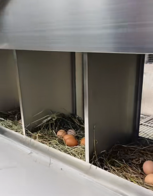 Mobile Metal Ecological Free-Ranging Free-range Chicken Coop