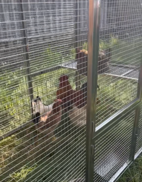 Mobile Metal Ecological Free-Ranging Free-range Chicken Coop