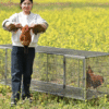 Portable Foldable Large Chicken Coop Runs Poultry Cage for Yard, Outdoor, Indoor
