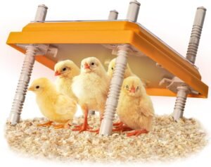 15W Brooder Heater, Adjustable Height And Angle, For 15 Chicks