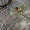 Movable Folding Chicken Tunnel, Modular Assembled Chicken Coop Run